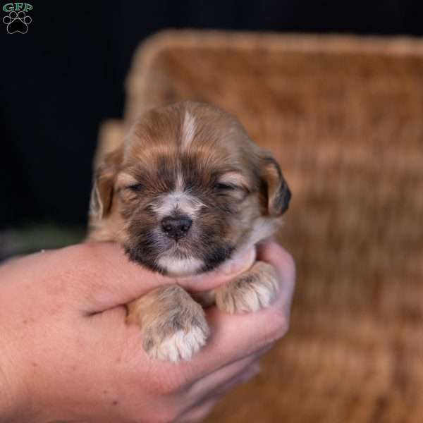Scott, Teddy Bear Puppy